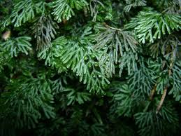 Hymenophyllaceae - Wikipedia