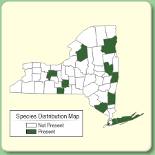 Hieracium murorum - Species Page - NYFA: New York Flora Atlas