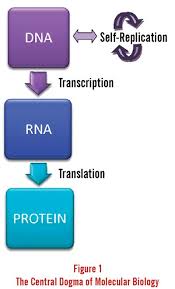 The RNA World Hypothesis Explained and Unexplained ...