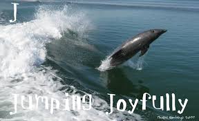 atlantic bottlenose dolphin | Mindful Ramblings via Relatably.com