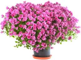Image result for flowers