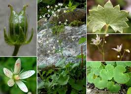 Saxifraga rotundifolia L. subsp. rotundifolia - Sistema informativo ...