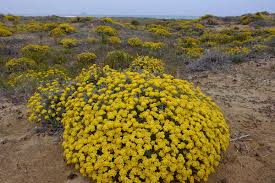 Helichrysum stoechas - Wikipedia, la enciclopedia libre