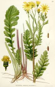 Jacobaea vulgaris - Wikipedia