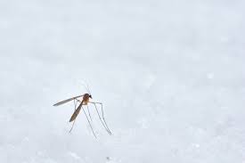 Effective Mosquito Control: Study Proves Spraying a Small Area Can Eliminate 85% of Mosquitoes - 1