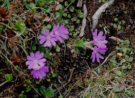 Primula tyrolensis - Alpine Garden Society