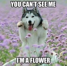 Flower Husky Meme | Slapcaption.com | Cute stuff | Pinterest ... via Relatably.com