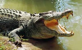Résultat de recherche d'images pour "image crocodile"