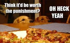 Image result for animal funnies
