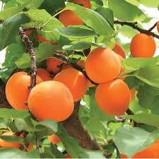 apricot plants ile ilgili görsel sonucu