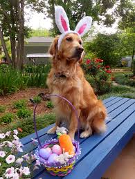 Image result for dogs as easter bunny