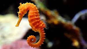 Image result for sea horse