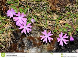 Pink Primrose (primula Minima) Stock Image - Image of flora ...