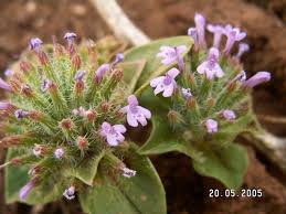 Ziziphora capitata (annual, herbal tea) | Flora, Herbalism, Plants