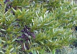 SYDNEY GOLDEN WATTLE Acacia longifolia