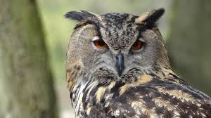 Image result for owl images