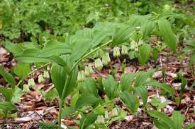 Polygonatum pubescens - Michigan Flora