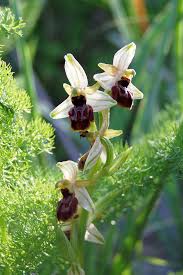 Ophrys exaltata - Wikipedia