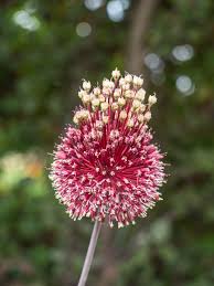 Allium amethystinum - Wikipedia