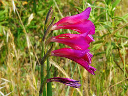 Gladiolus communis L.
