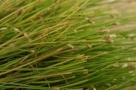 Fiber Optic Grass, Isolepis cernua – Master Gardener Program