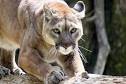 Image result for mountain lion attack