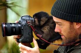 Image result for cute monkeys