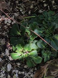 Saxifraga umbrosa L., London-pride (World flora) - Pl@ntNet identify