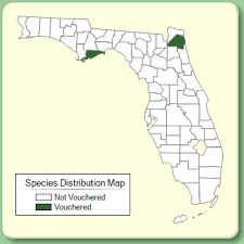 Tamarix canariensis - Species Page - ISB: Atlas of Florida Plants