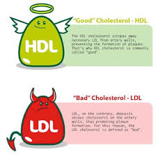 Image result for jenis kolesterol
