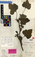 Xanthium italicum in Global Plants on JSTOR