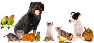 Image result for pets