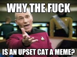 Why the fuck Is an upset cat a meme? - Annoyed Picard HD - quickmeme via Relatably.com