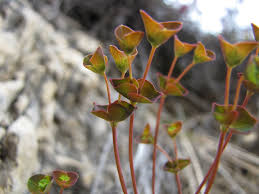 Euphorbia variabilis • Earth.com