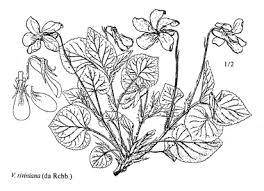 Sp. Rubus aetnicus - florae.it