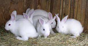 Resultado de imagen para fotos de conejos en granjas