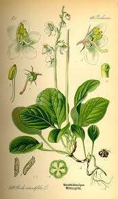 Pyrola rotundifolia — Wikipédia