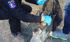 Animal Control Services | Bexar County, TX - Official Website