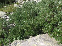 Salix helvetica - Wikipedia