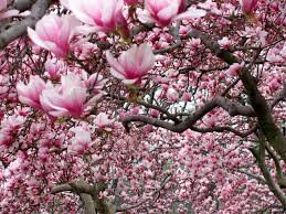Image result for magnolia