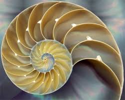 「fibonacci」的圖片搜尋結果
