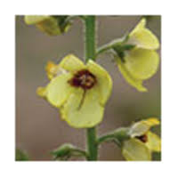 Verbascum kurdistanicum (Scrophulariaceae), a new species from ...