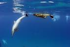 Kona dolphin snorkel