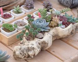 Image of Driftwood planters