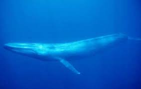 Image result for Blue Whale