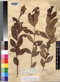 Image result for Eugenia malangensis