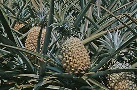 pineapple tree ile ilgili görsel sonucu