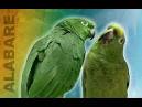 Pictures of 2 parrots singing and talking <?=substr(md5('https://encrypted-tbn3.gstatic.com/images?q=tbn:ANd9GcQK2ftqDeYIHh3kdQJKMuh_xW8tW51Wr9G4FJl-4f9qq5NqOcZddMtObyk'), 0, 7); ?>