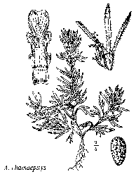 Sp. Ranunculus braun-blanquetii - florae.it