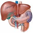 LIVER ENZYMES